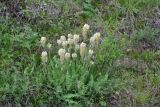 род Astragalus