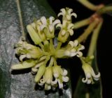 Image of taxon representative. Author is Татьяна Мальчинская