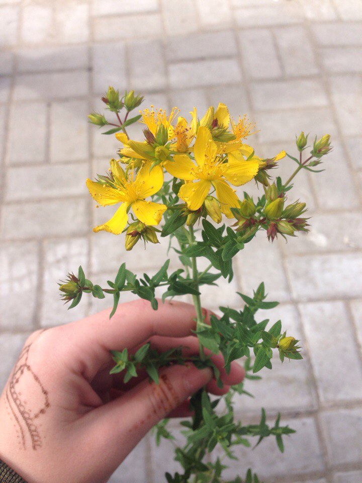 Изображение особи Hypericum perforatum.