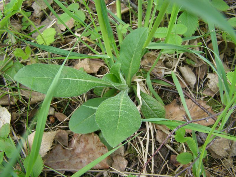 Image of Knautia arvensis specimen.