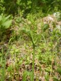 Pteridium japonicum. Верхушка вайи в стадии начала развёртывания. Камчатский край, Быстринский р-н, природный парк \"Вулканы Камчатки\", северный участок, кластер \"Быстринский\", экологическая тропа Тупикин ключ, подлесок каменноберёзового леса, луг.19.06.2017.