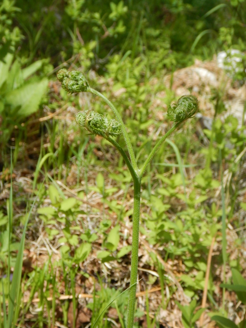 Изображение особи Pteridium japonicum.