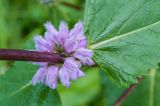 Phlomoides tuberosa