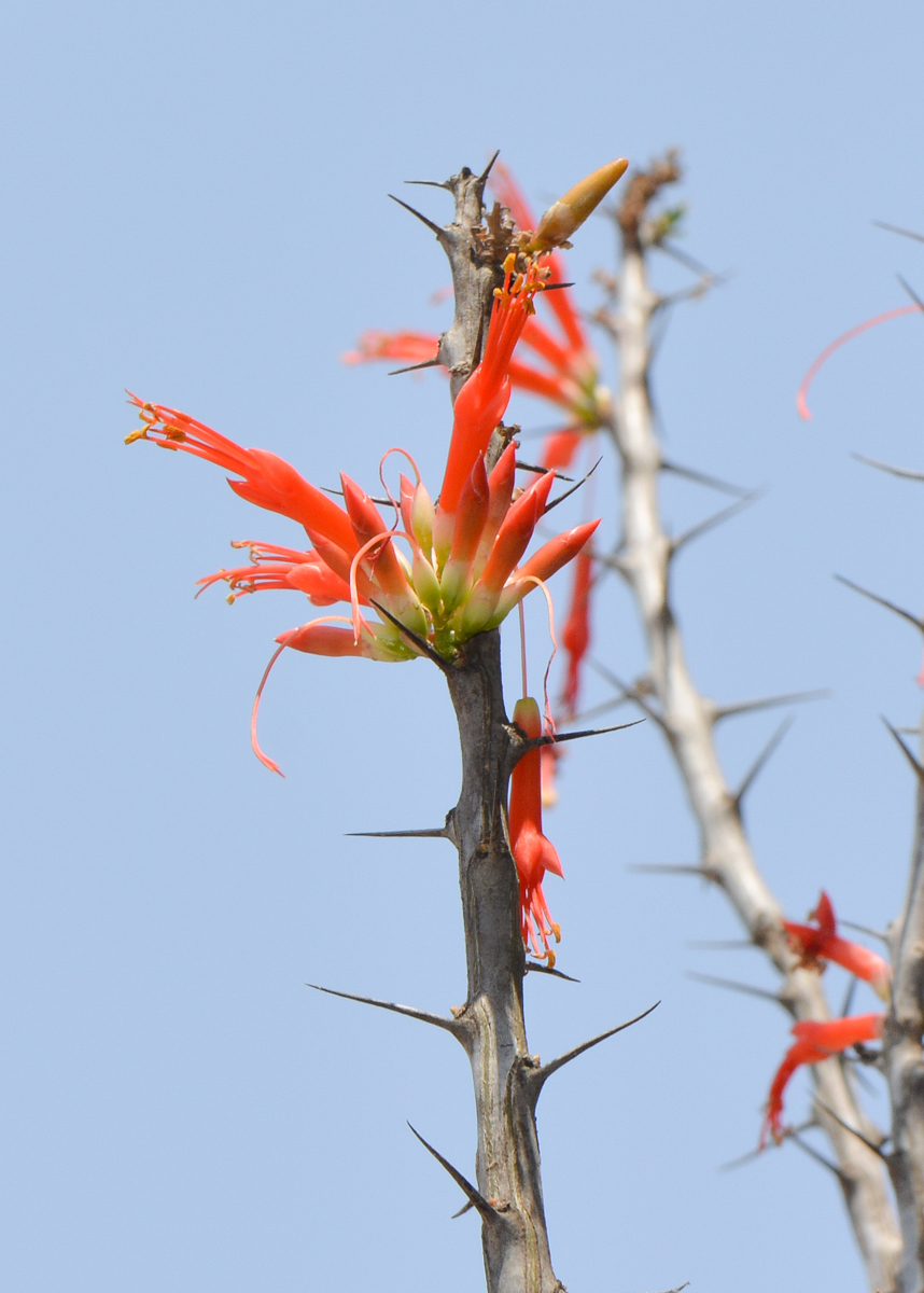 Image of Fouquieria diguetii specimen.