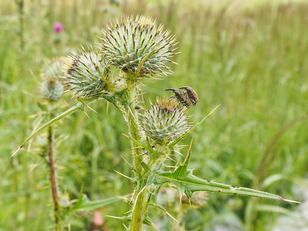 Изображение особи Cirsium vulgare.