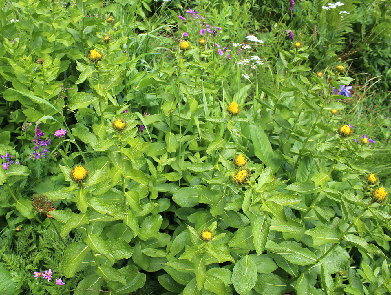 Изображение особи Inula grandiflora.