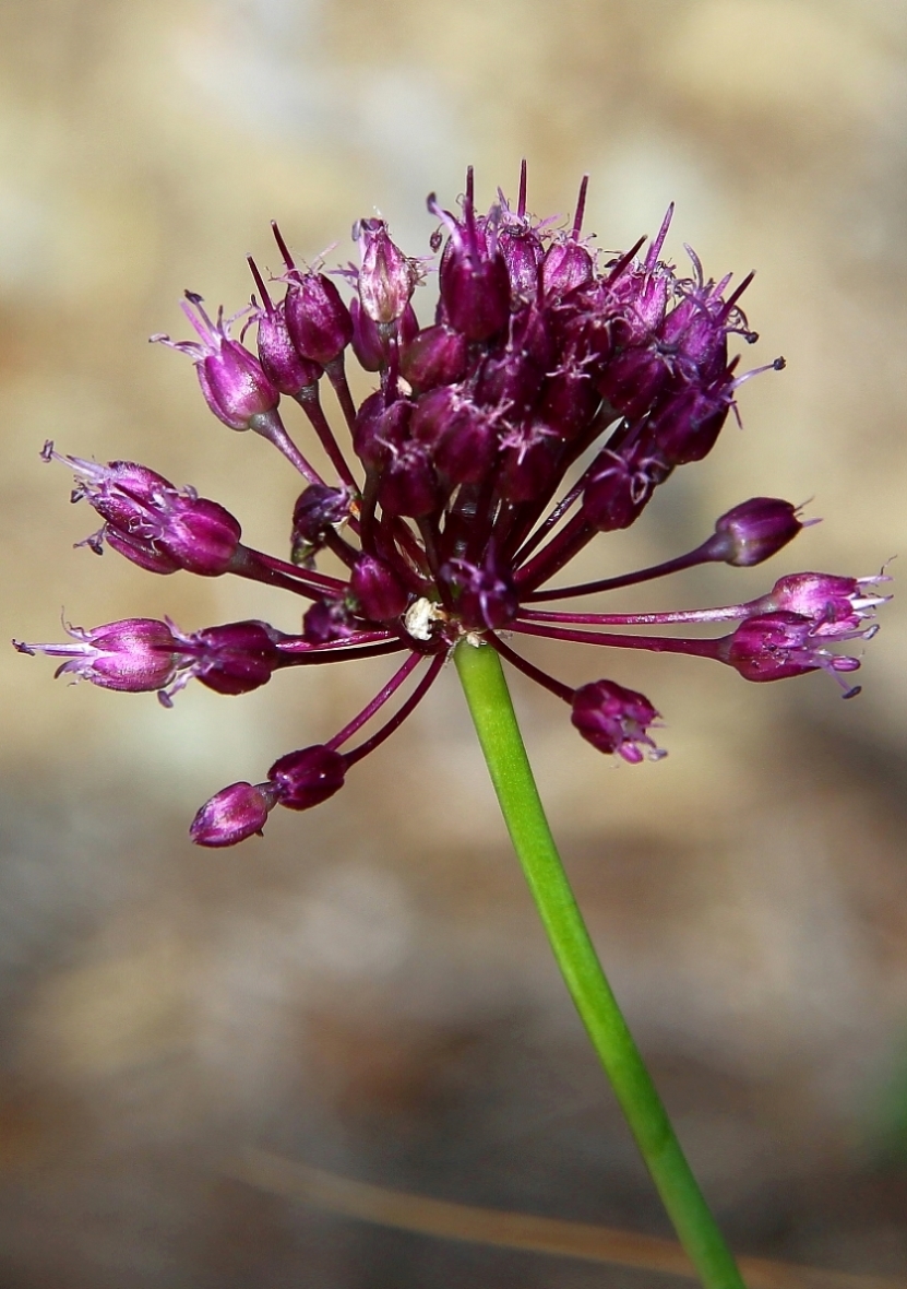 Изображение особи Allium atroviolaceum.