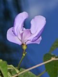 Vigna speciosa