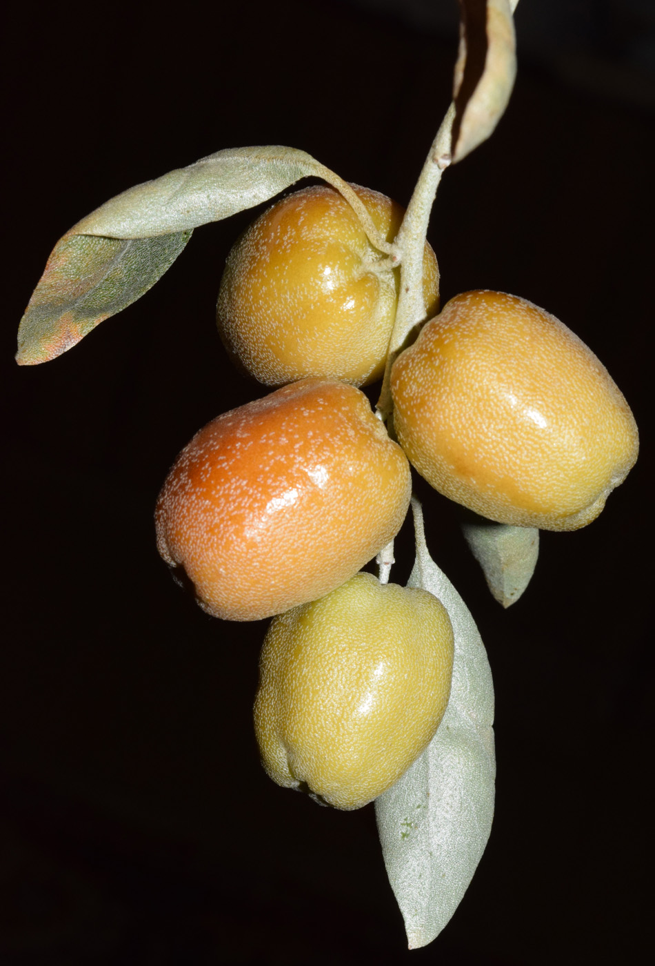 Image of Elaeagnus littoralis specimen.