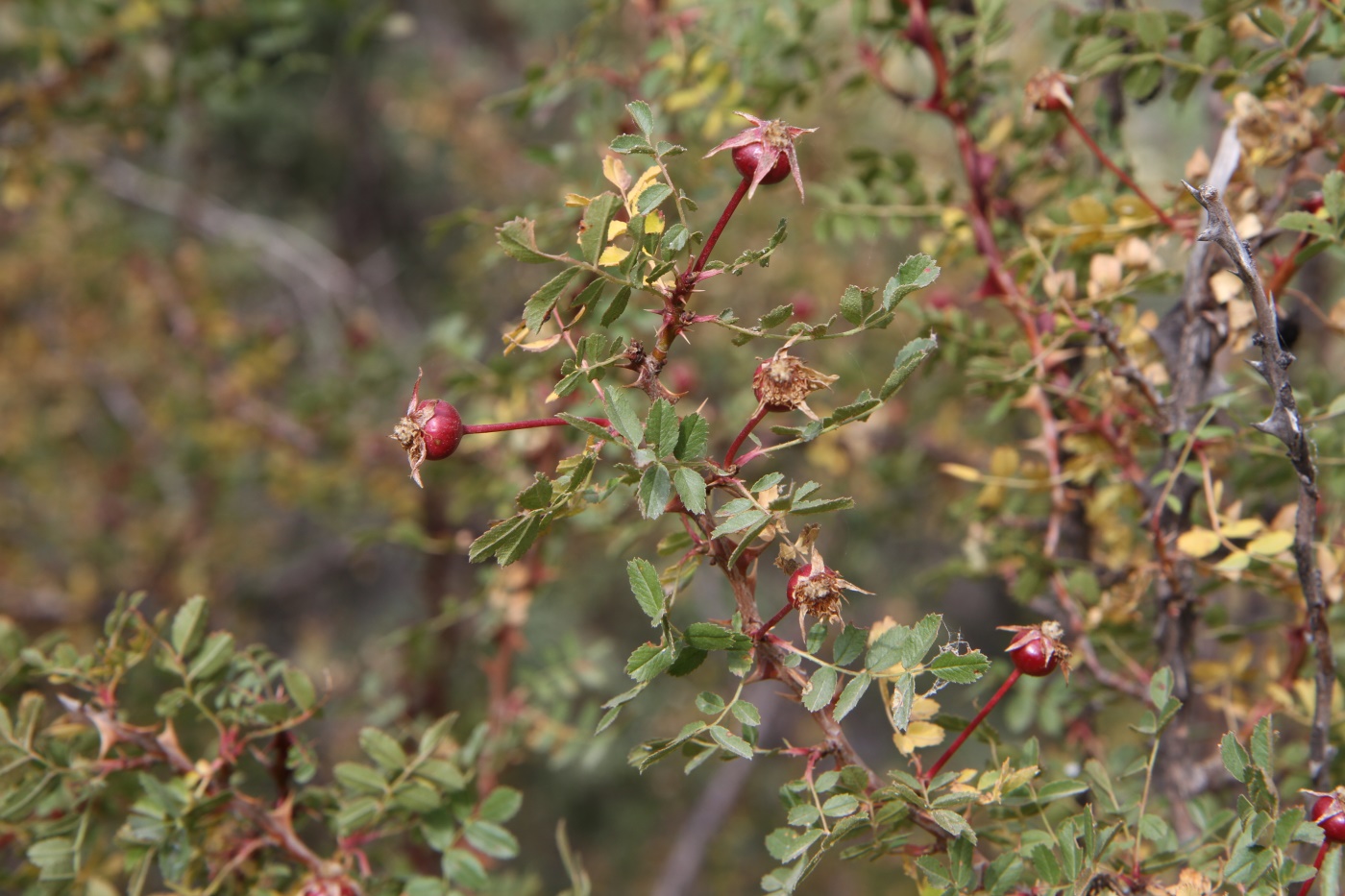 Image of genus Rosa specimen.