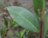 Salix pentandrifolia