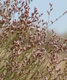 Limonium leptophyllum