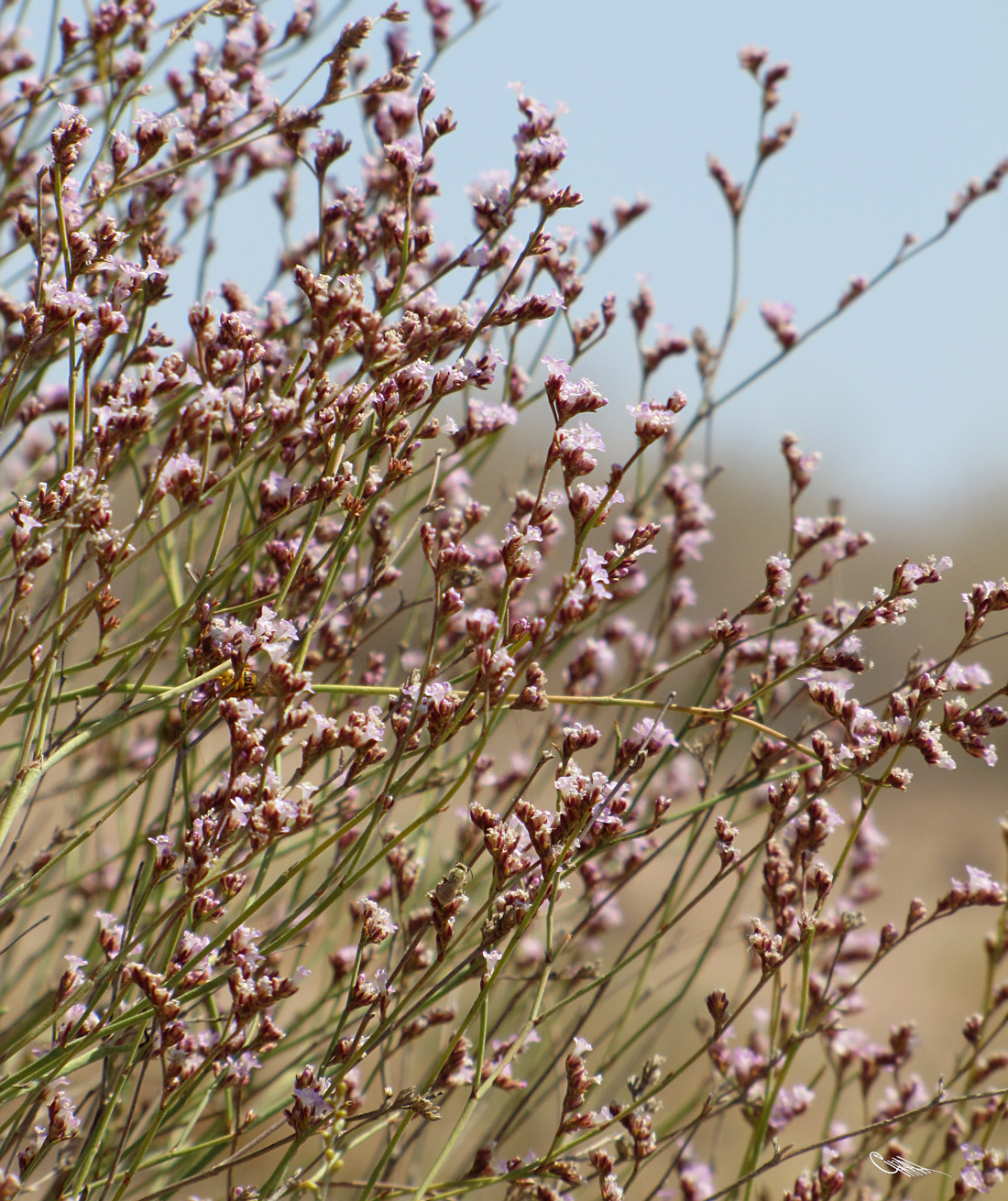 Image of Limonium leptophyllum specimen.