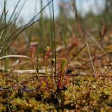 Drosera anglica. Розетка листьев с цветоносом. Томская обл., Парабельский р-н, верховое сфагновое болото. 06.06.2017.