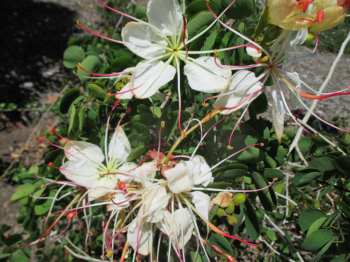 Изображение особи Lysiphyllum hookeri.