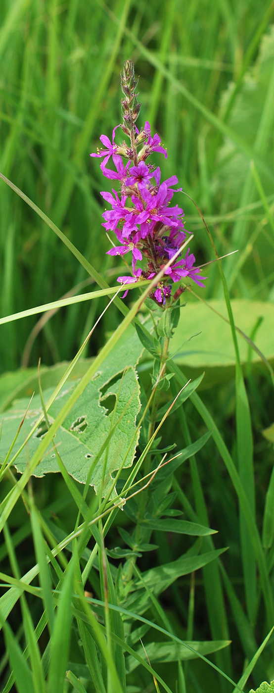 Image of Lythrum salicaria specimen.