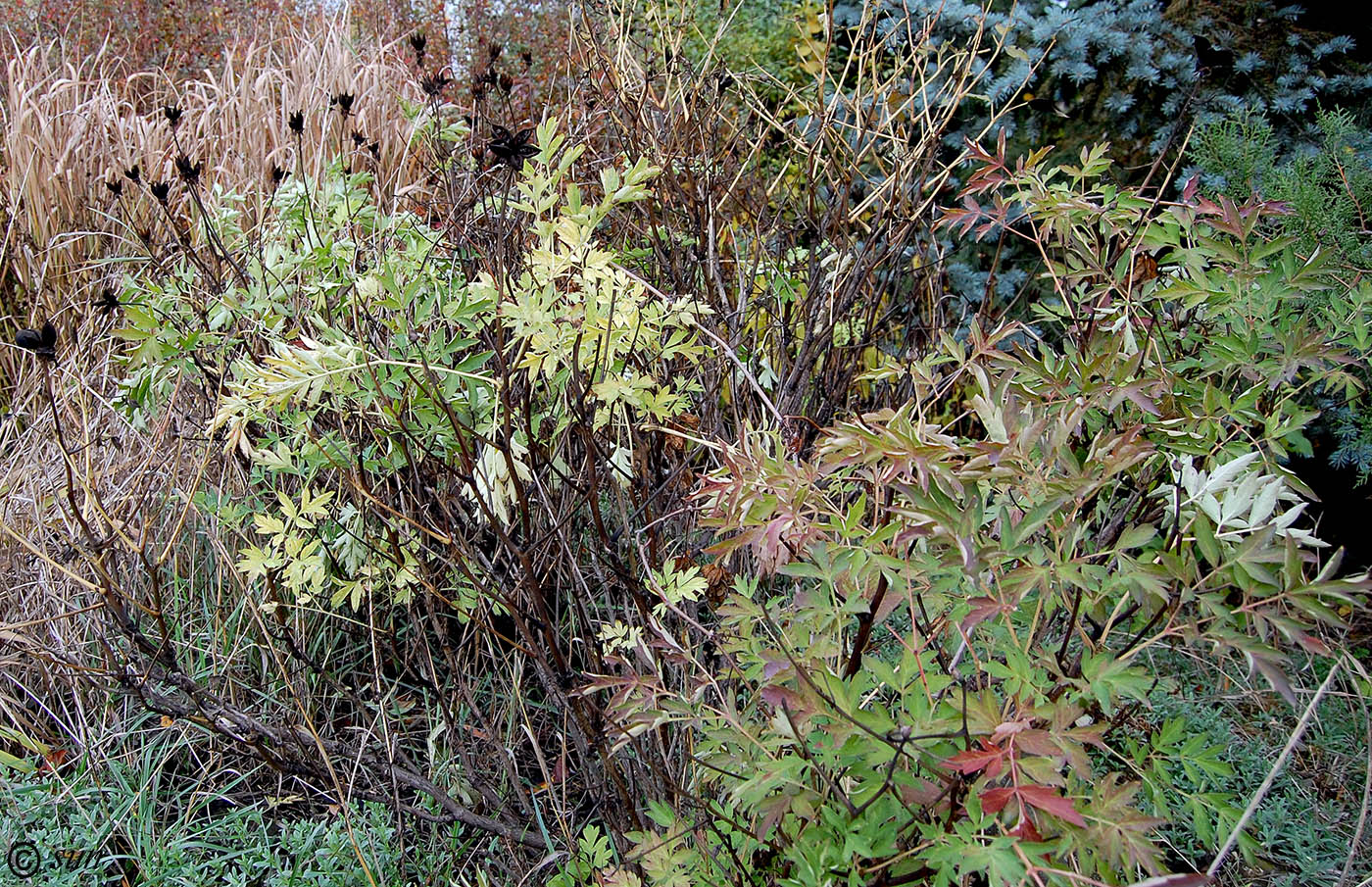 Image of Paeonia suffruticosa specimen.