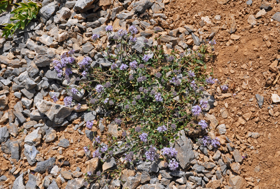 Image of Ziziphora pamiroalaica specimen.