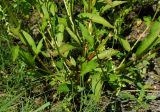 Persicaria hydropiper