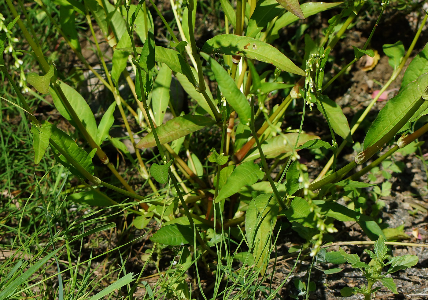 Image of Persicaria hydropiper specimen.