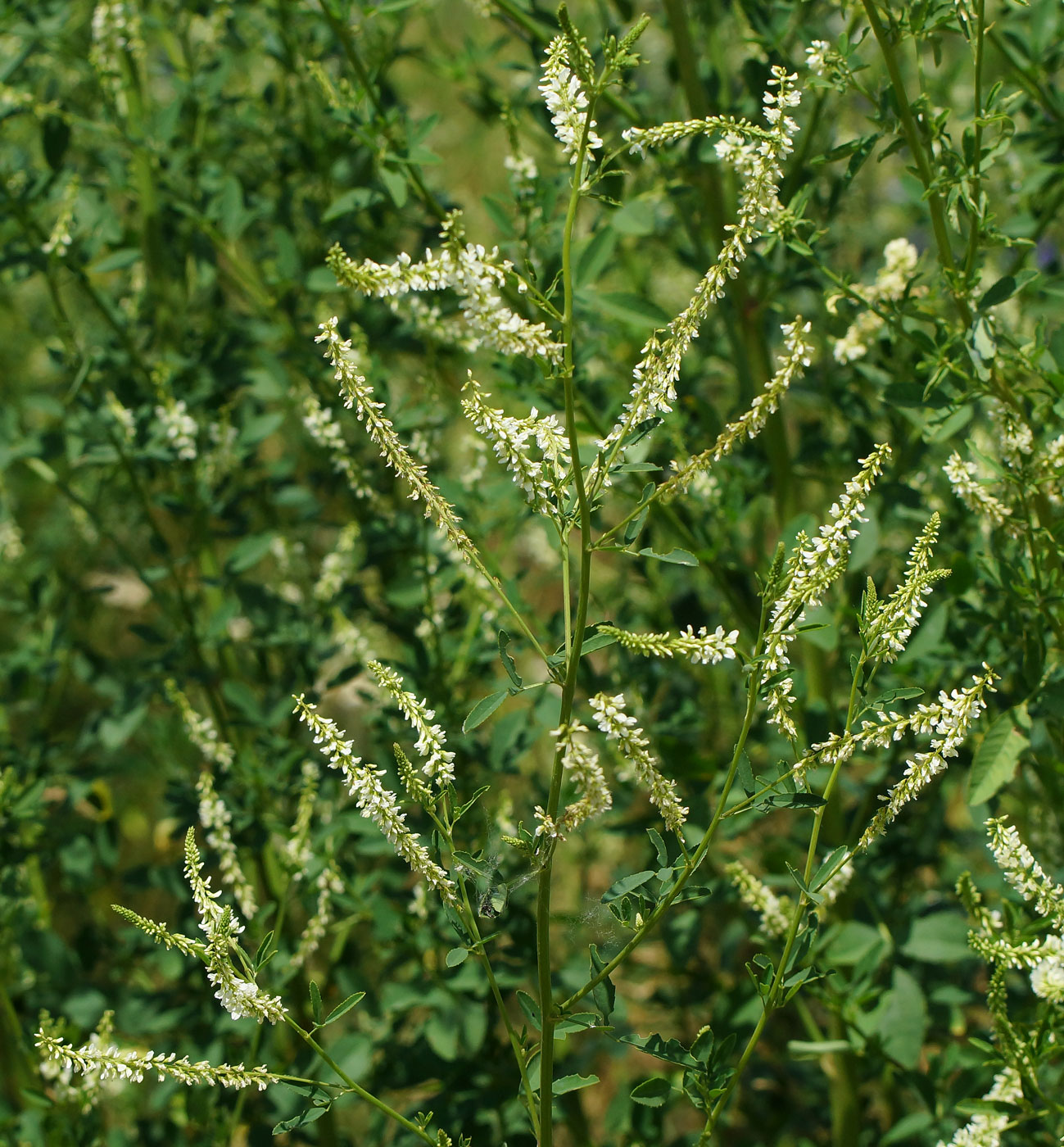 Image of Melilotus albus specimen.