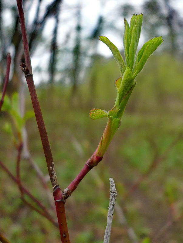 Изображение особи Rosa glabrifolia.