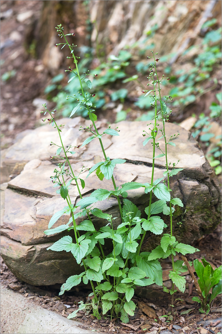 Изображение особи Scrophularia scopolii.