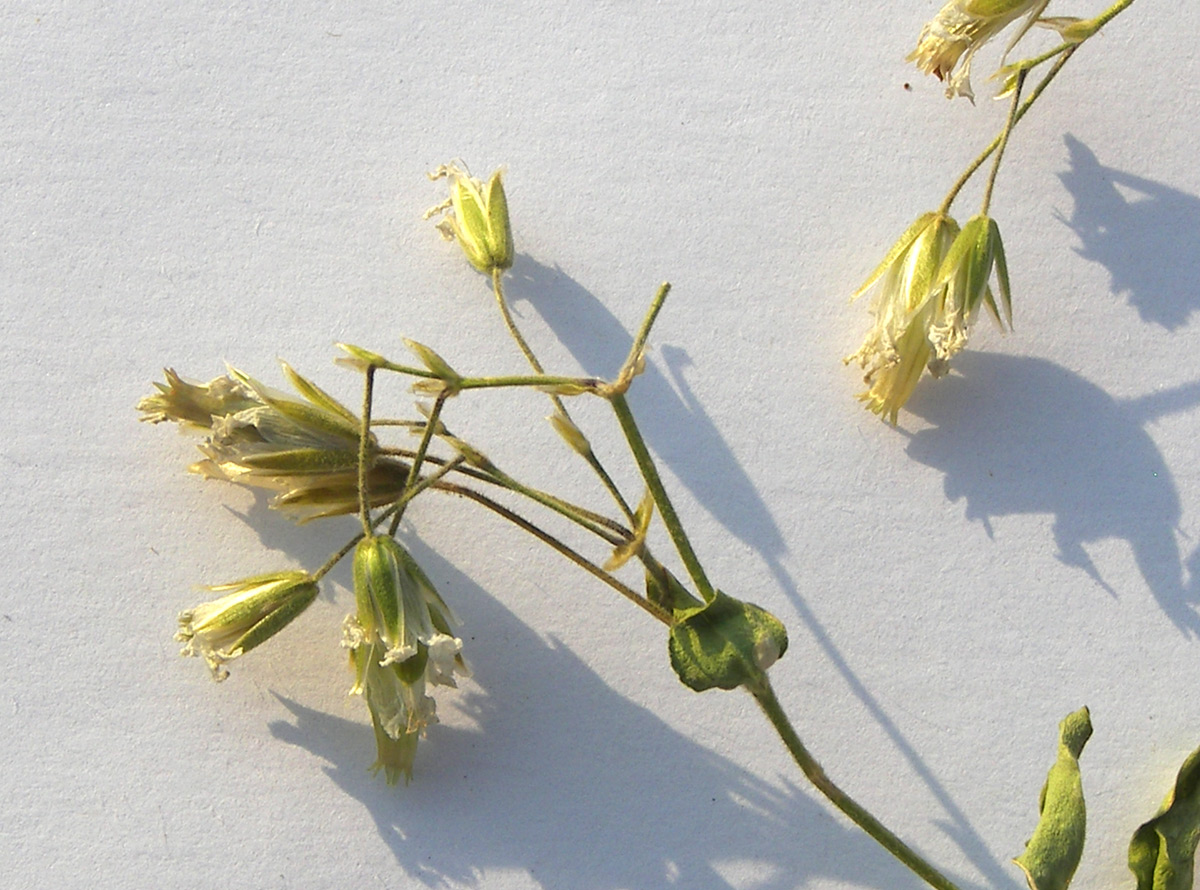 Image of Cerastium polymorphum specimen.