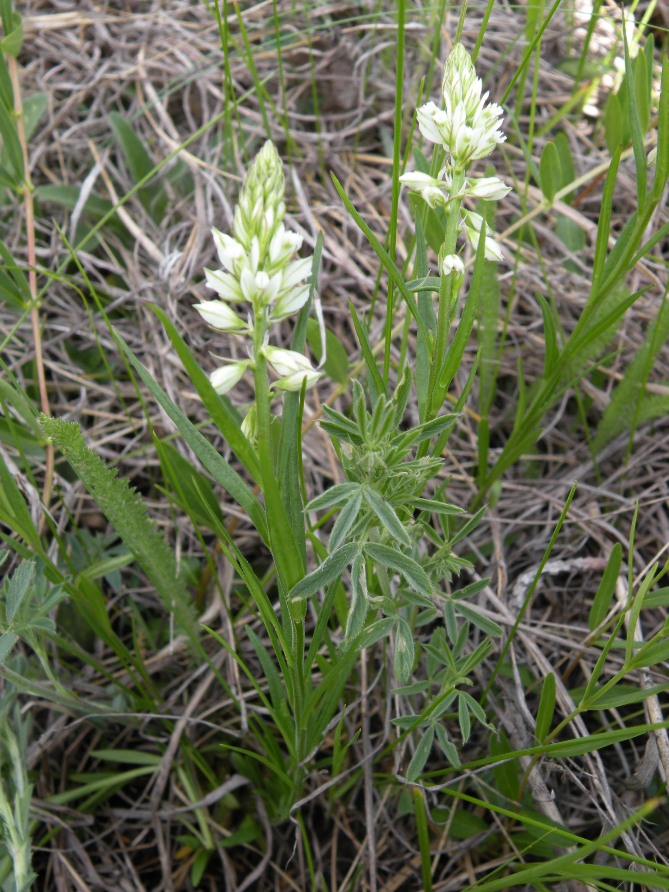 Image of Polygala comosa specimen.