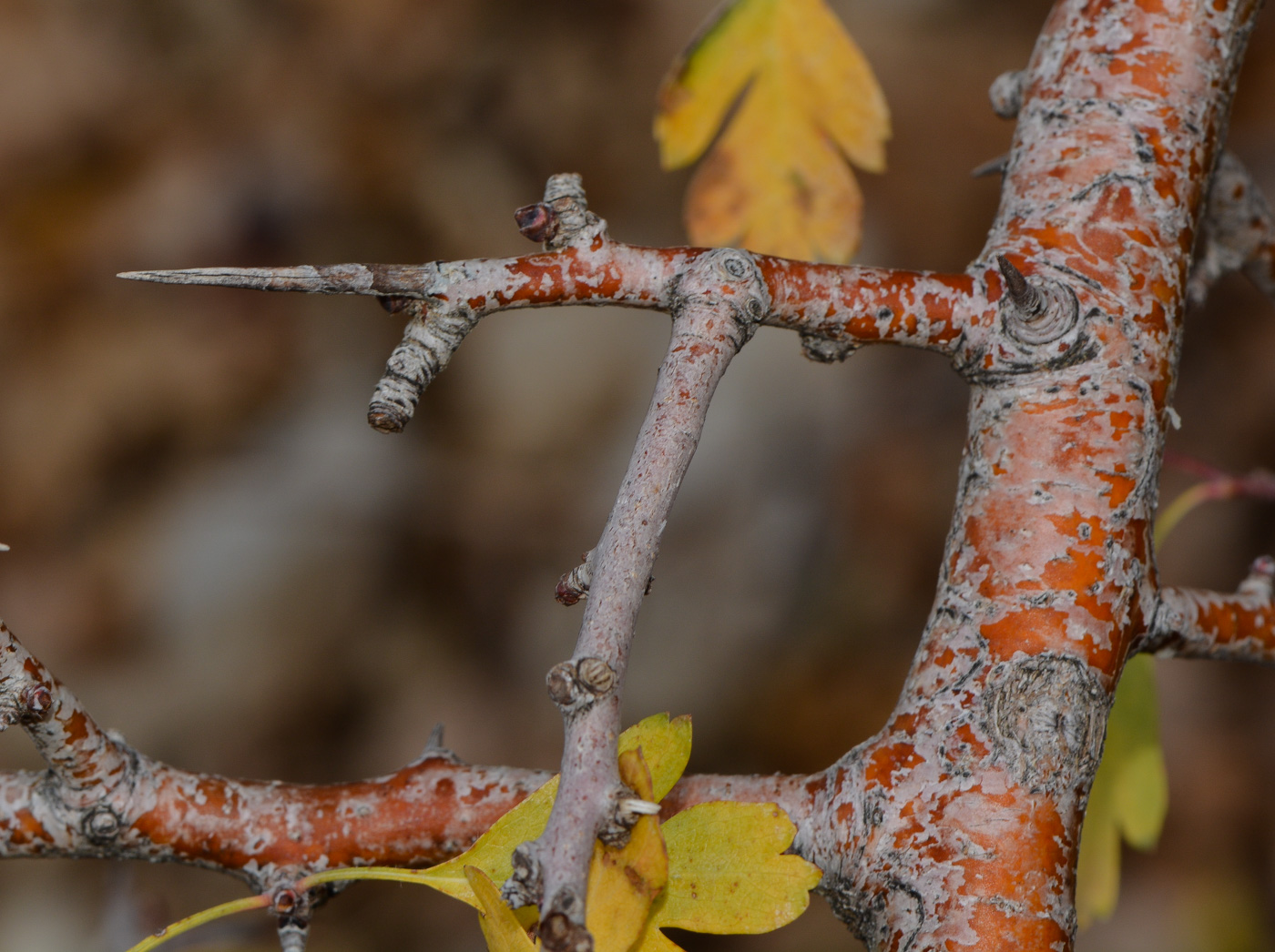 Image of Crataegus × sinaica specimen.