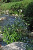 Epilobium parviflorum. Цветущее растение. Крым, г. Ялта, русло реки Учан-Су. 21.09.2017.