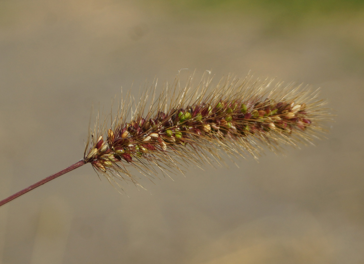 Изображение особи Setaria viridis.