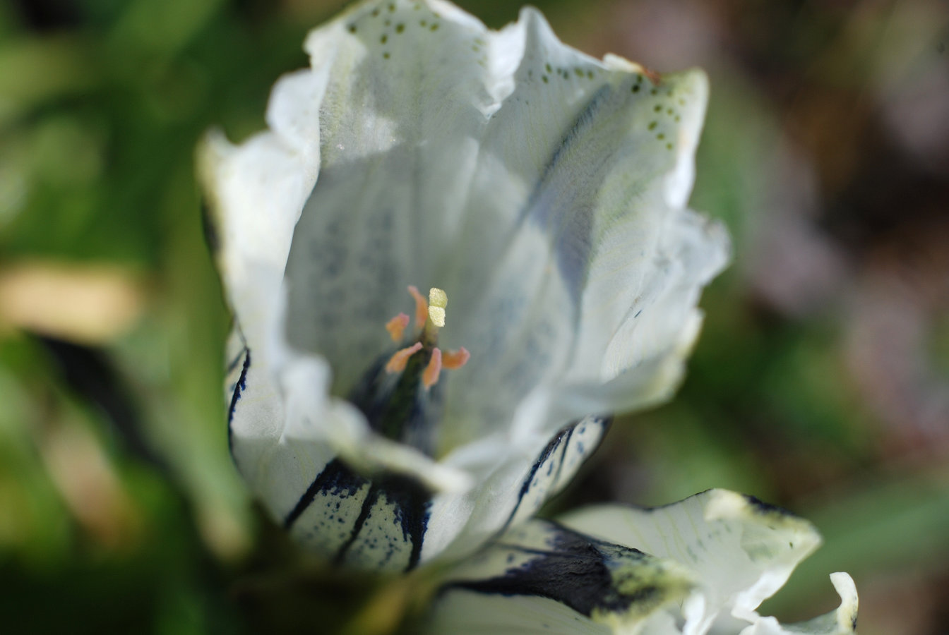 Image of Gentiana algida specimen.