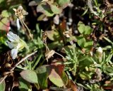 Minuartia arctica