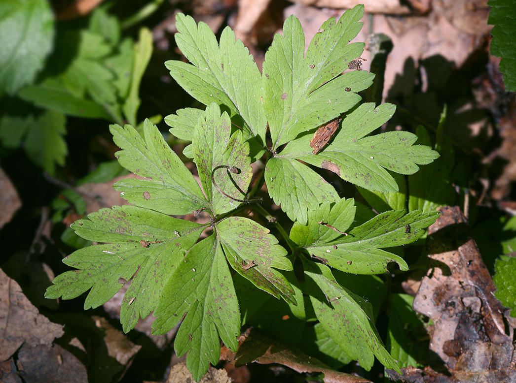 Изображение особи Anemone nemorosa.