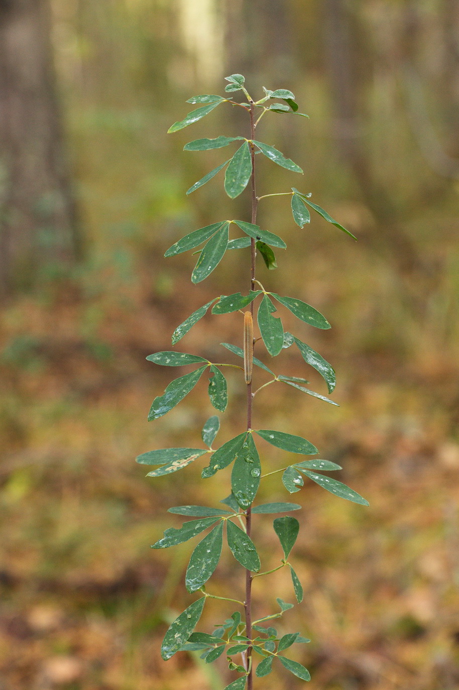 Изображение особи Chamaecytisus ruthenicus.