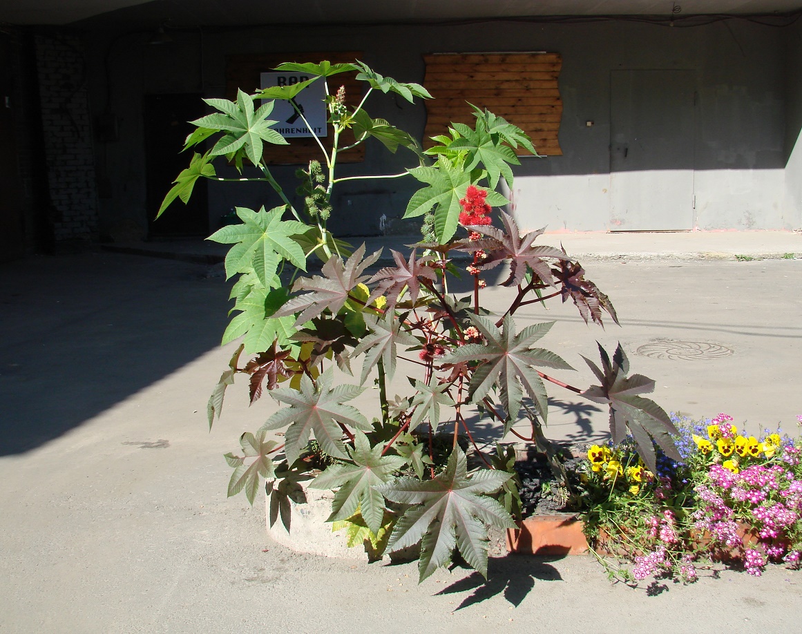 Изображение особи Ricinus communis.