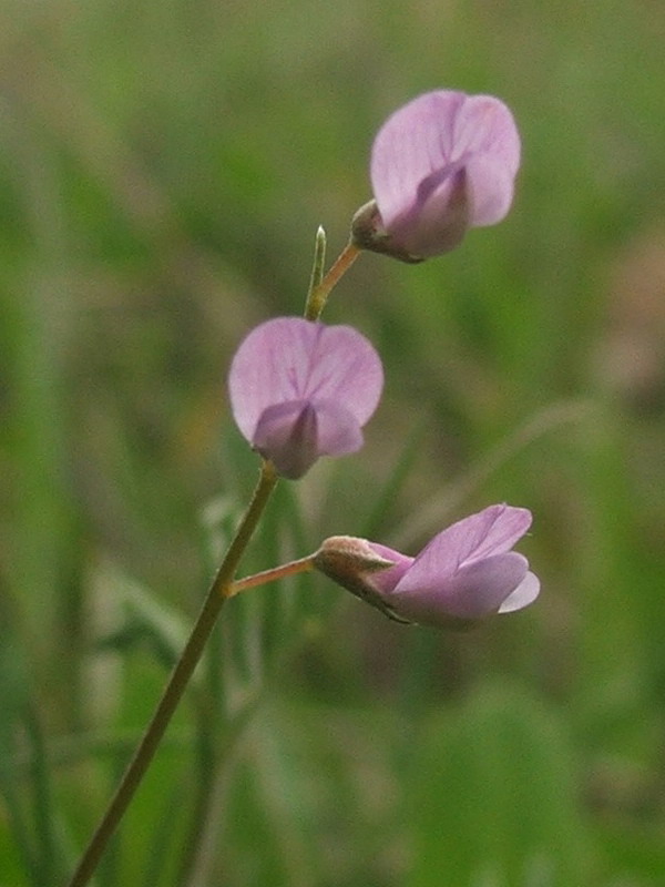 Image of Vicia tenuissima specimen.