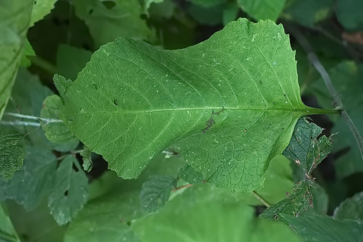 Изображение особи Telekia speciosa.