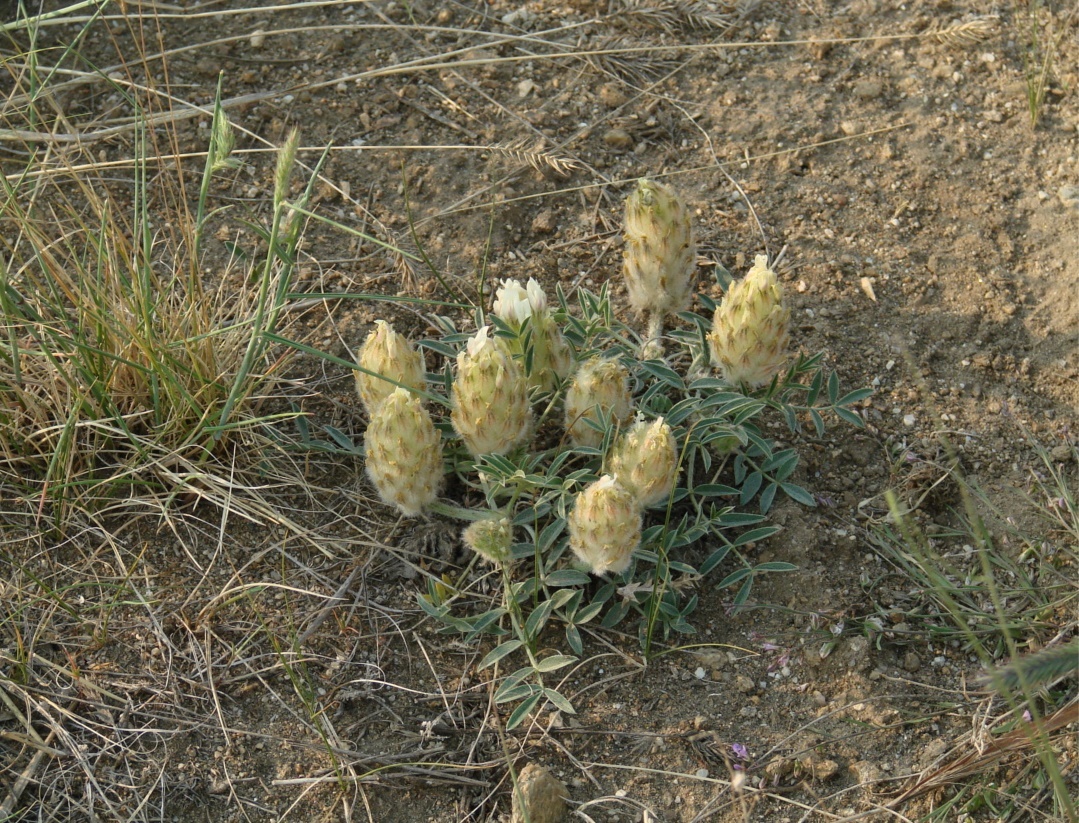 Image of Astragalus lupulinus specimen.