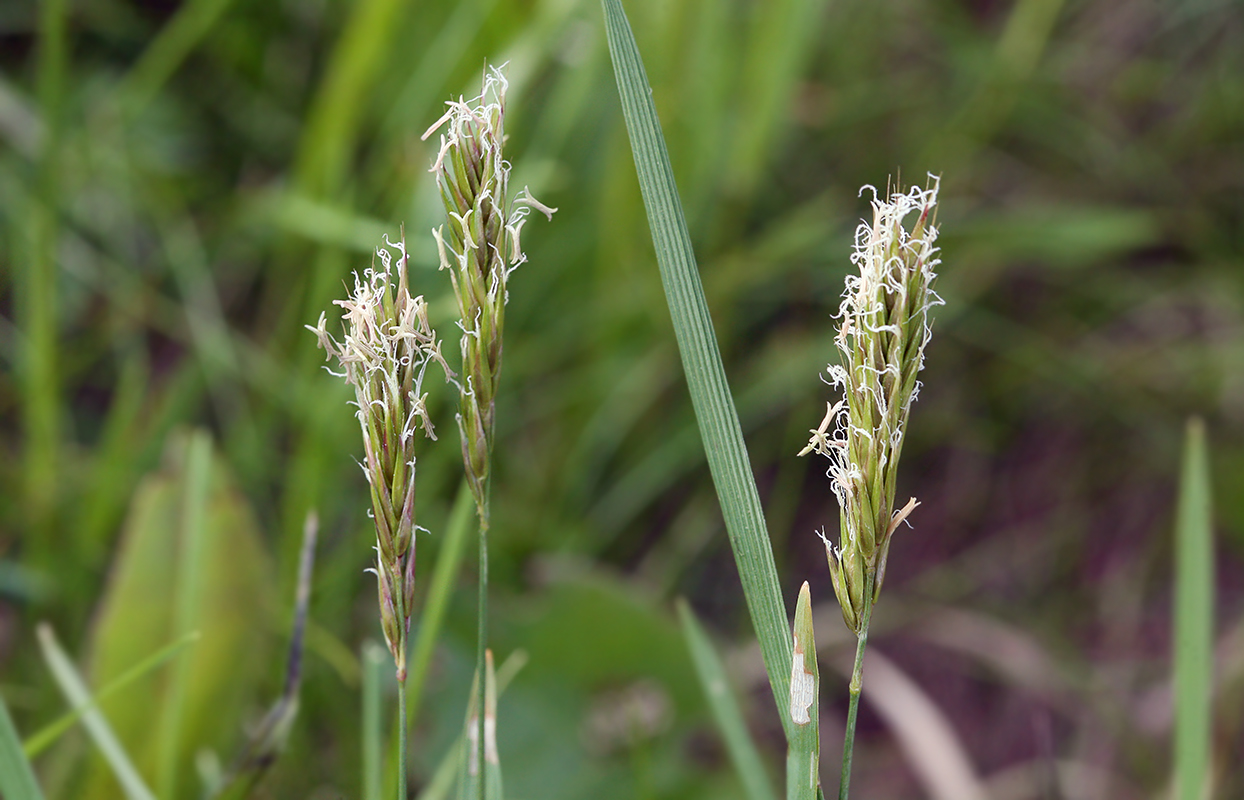 Image of Anthoxanthum alpinum specimen.