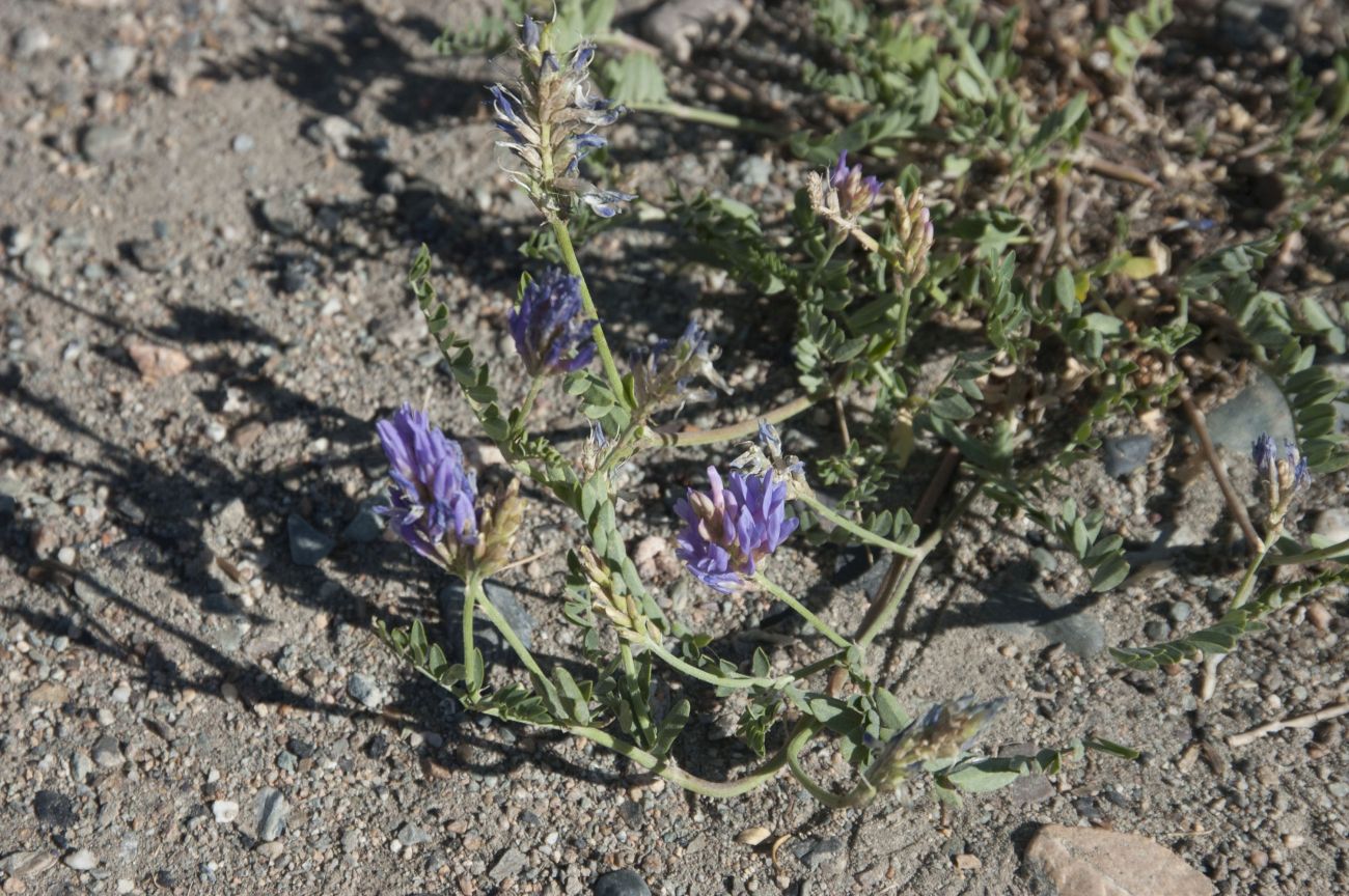 Image of Astragalus adsurgens specimen.