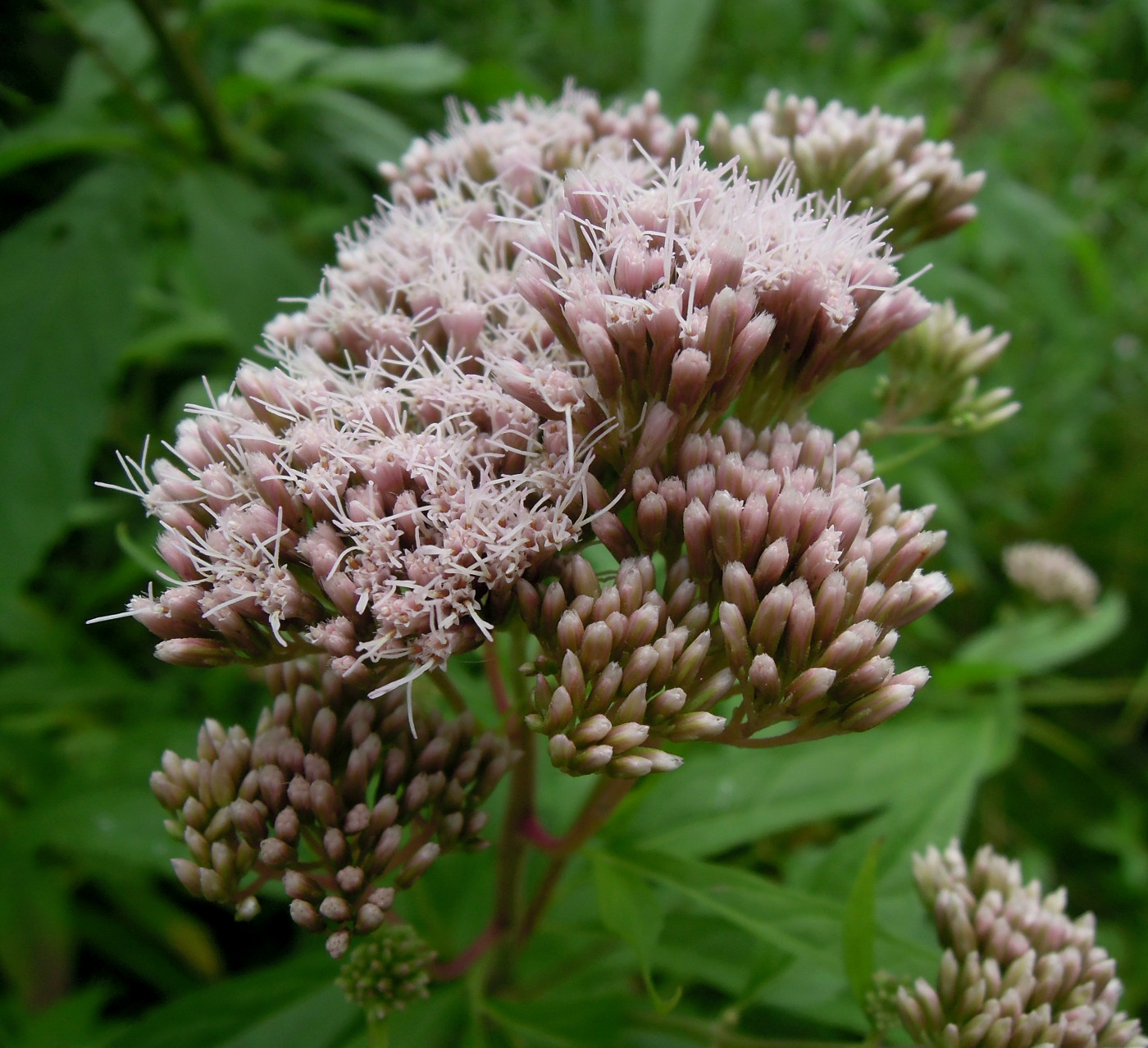 Изображение особи Eupatorium cannabinum.