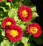 Bellis perennis