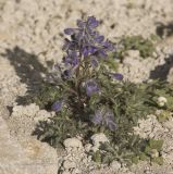 Delphinium caucasicum