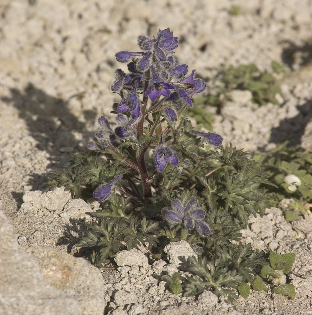 Image of Delphinium caucasicum specimen.