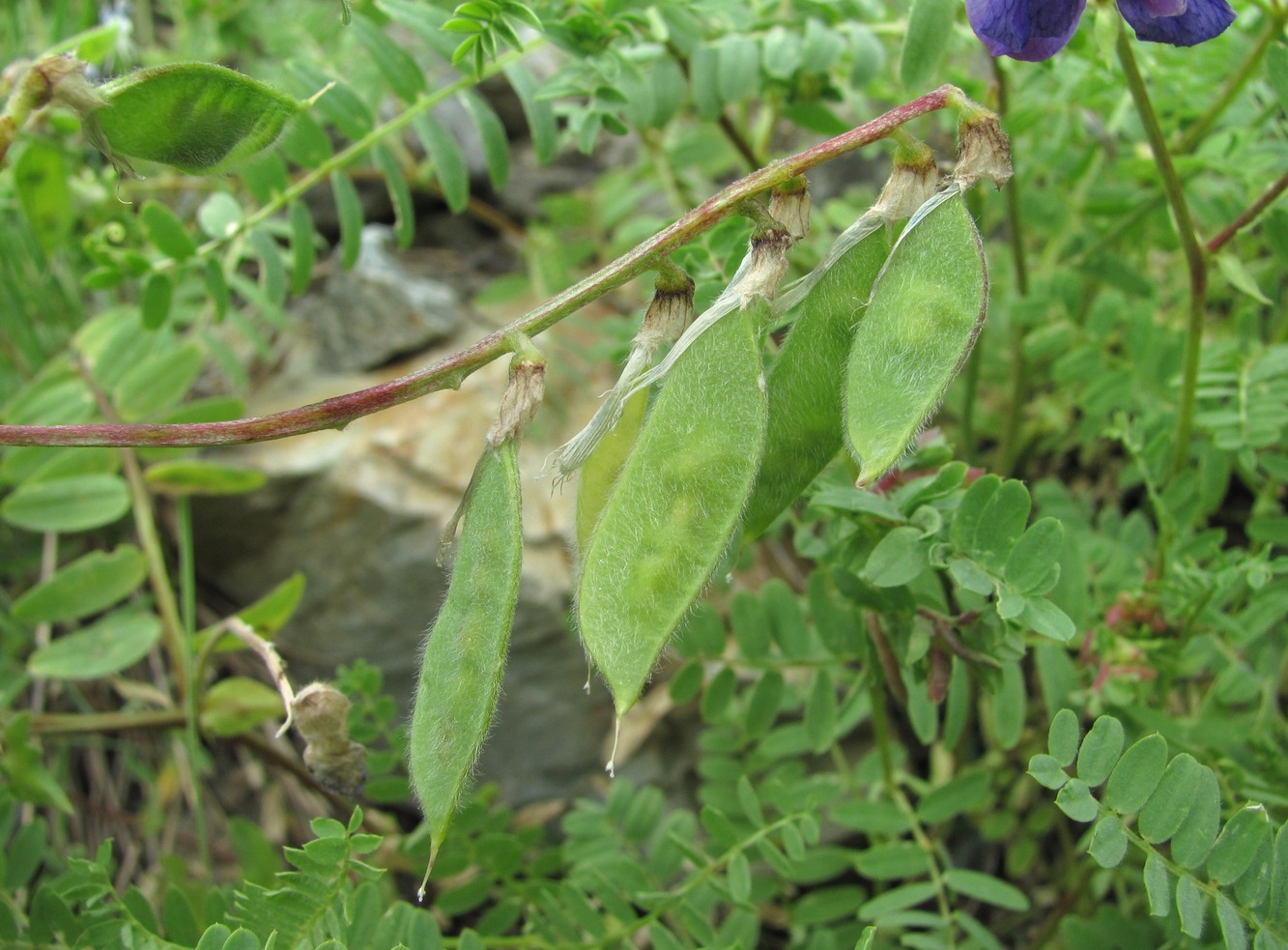 Image of Vicia sosnowskyi specimen.