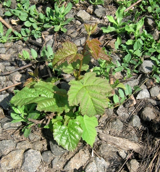 Image of Acer tataricum specimen.