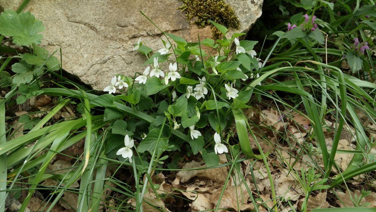 Изображение особи Viola sieheana.