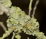 Xanthoria parietina. Таллом с апотециями на ветке Melaleuca elliptica. Израиль, Шарон, пос. Кфар Монаш, ботанический сад \"Хават Ганой\". 28.08.2017.